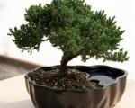 Tạo phân bón cho cây bonsai từ rác thải hữu cơ